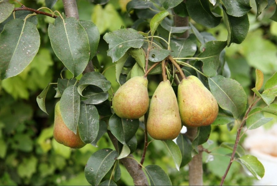 Груша обыкновенная (Pyrus communis)