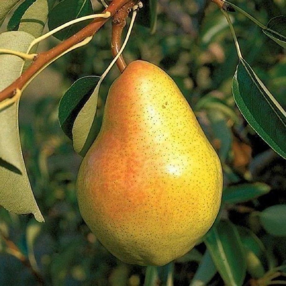 Груша сорт велеса