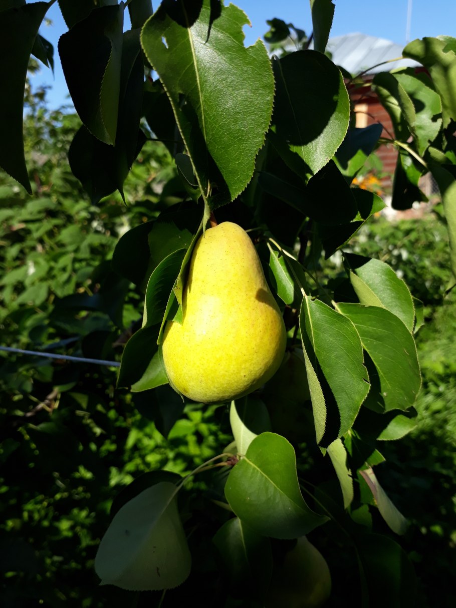 Груша обыкновенная дерево