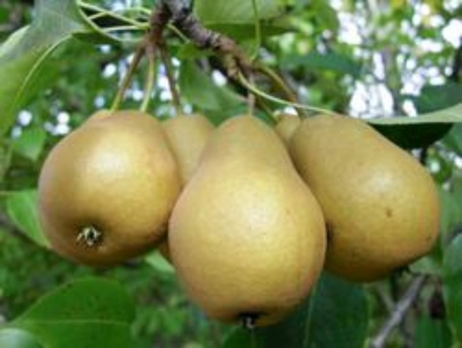 Уссурийская груша