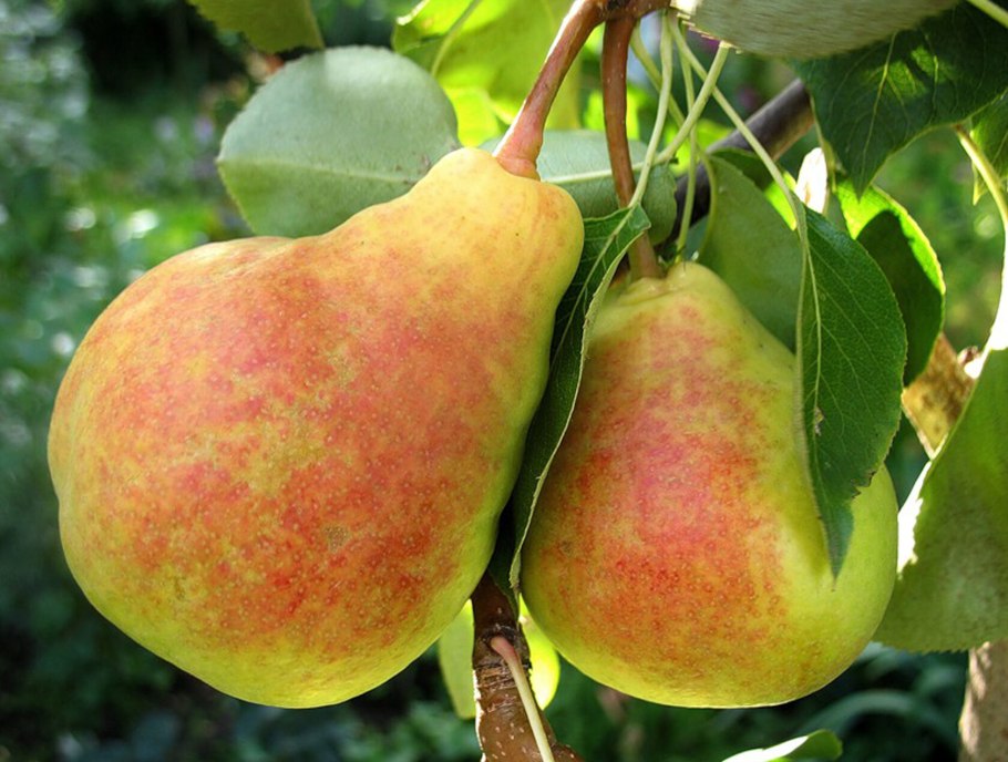 Груша сорт перун