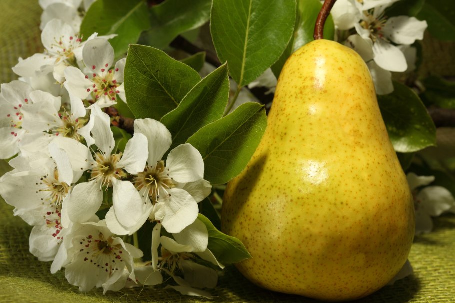 Груша Брянский сувенир Кокинская