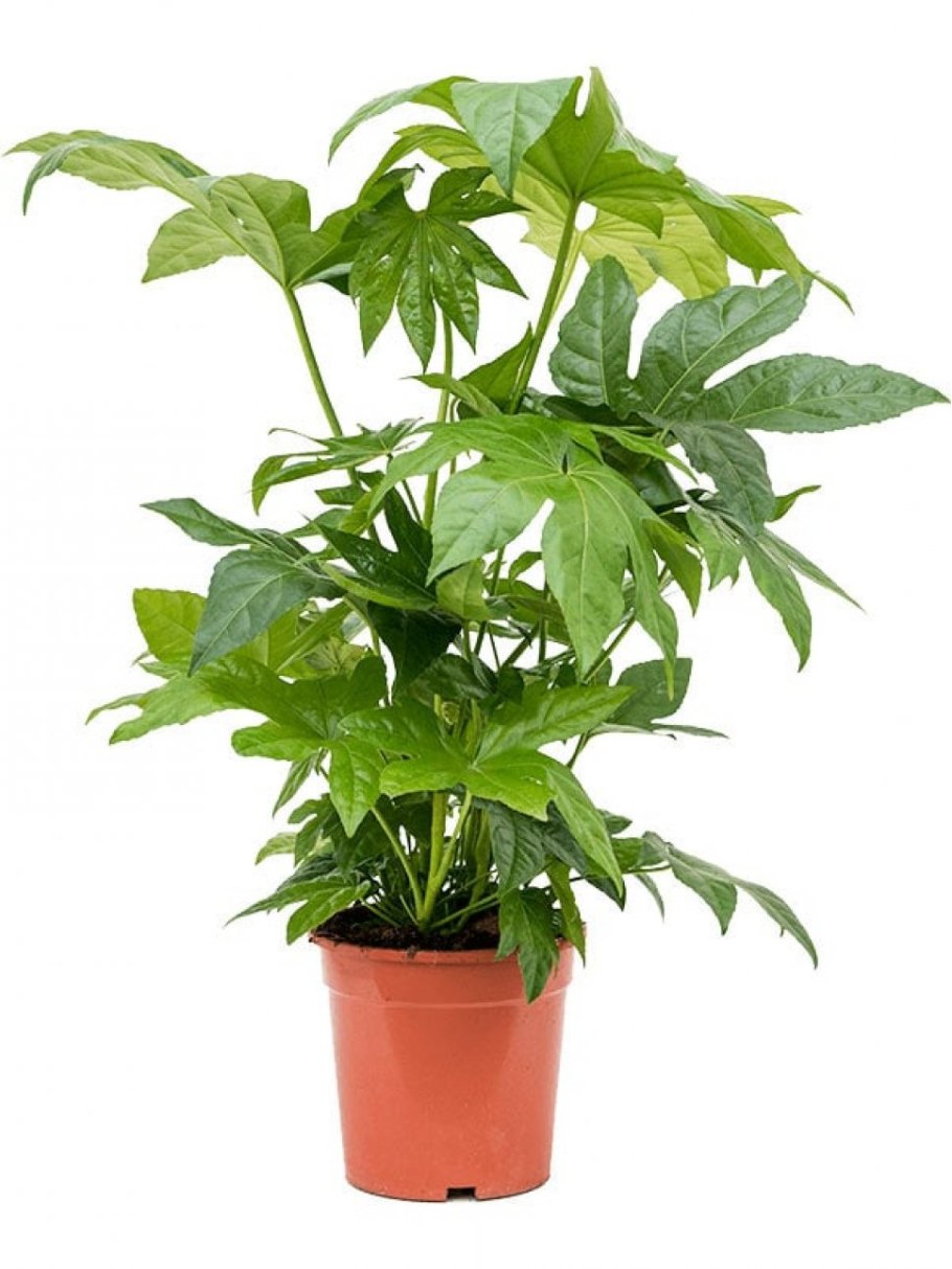 Фатсия Джапоника