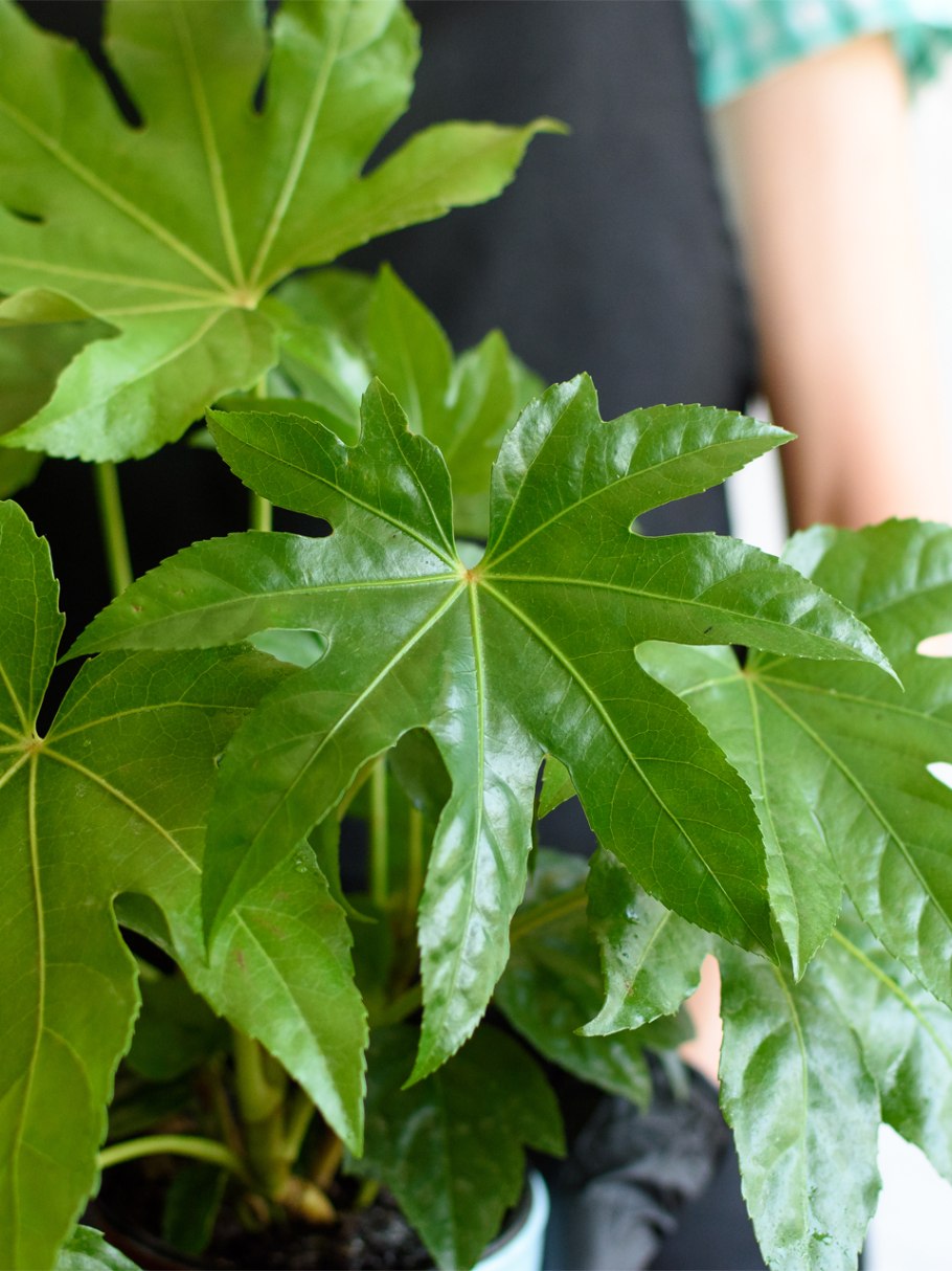 Фатсия Овериг