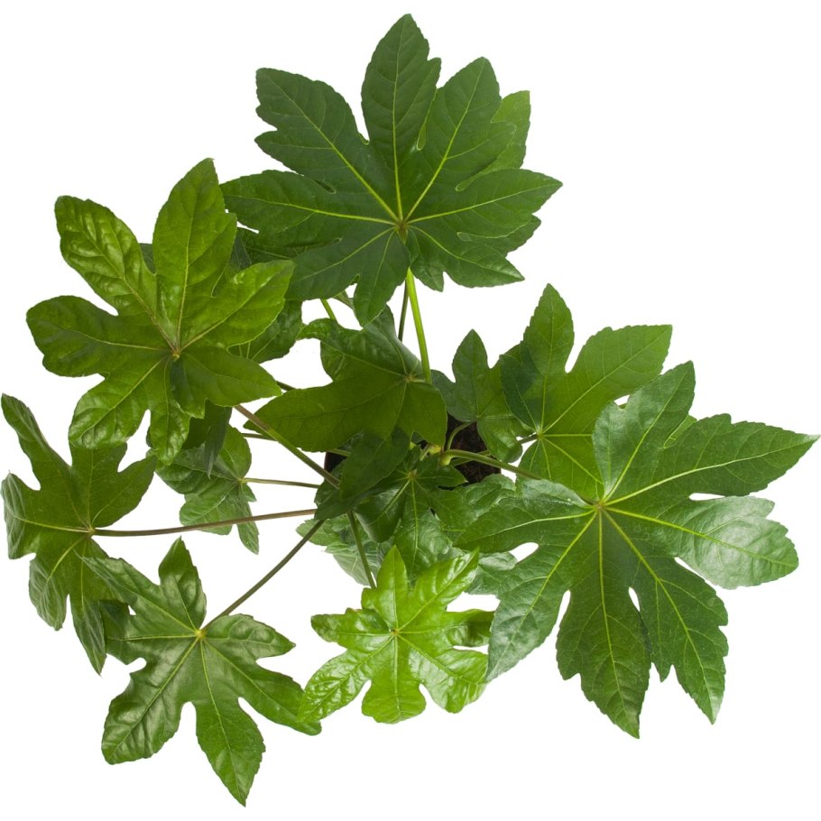 Фатсия японская уход в домашних условиях