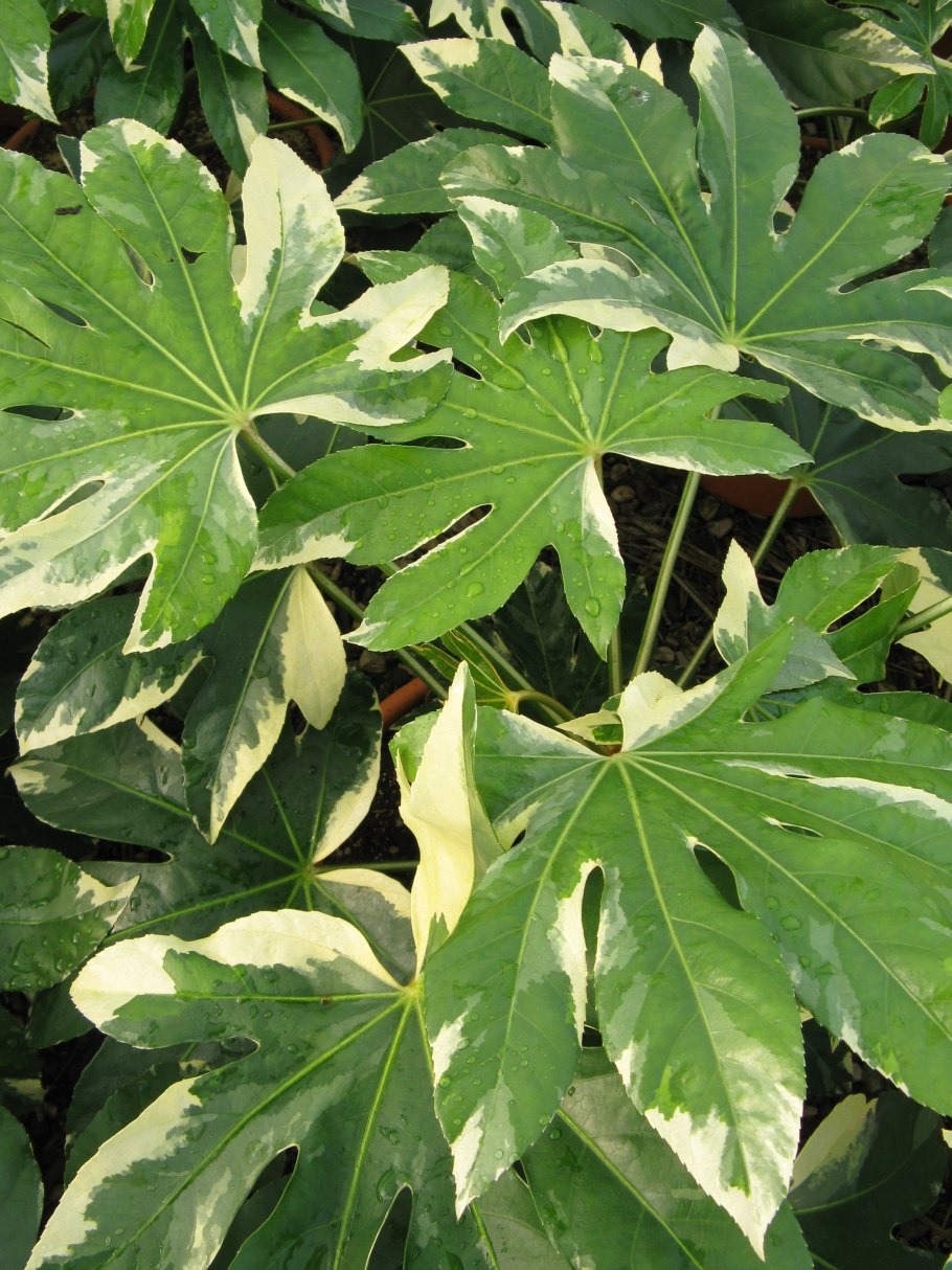 Аралия японская