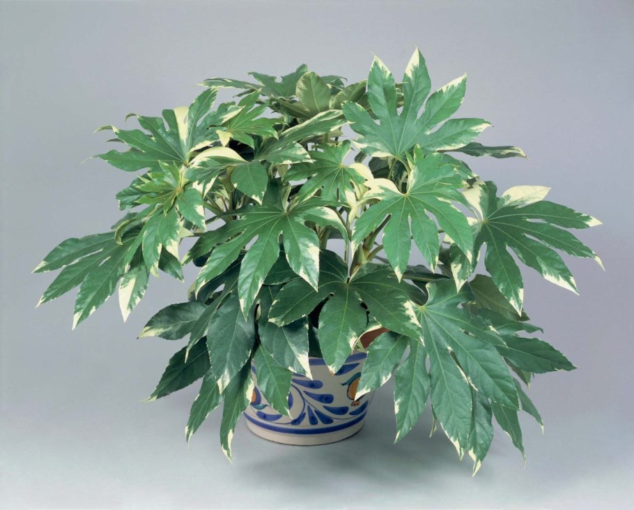 Фатсия японская уход