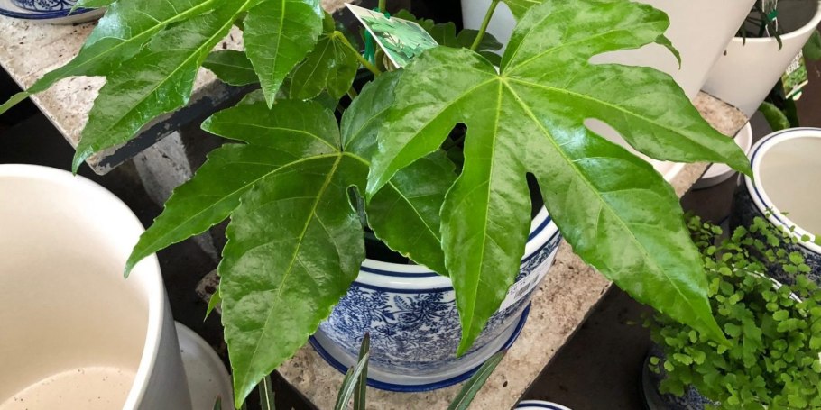 Фатсия японская аралия