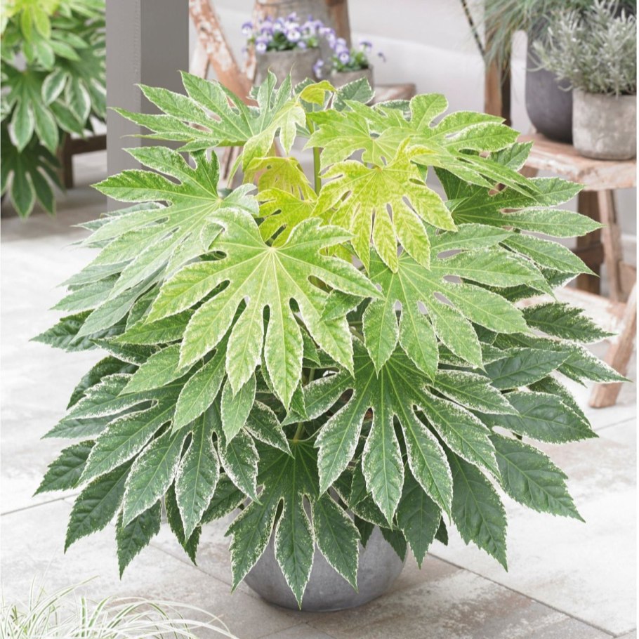 Фатсия вариегатная Японика