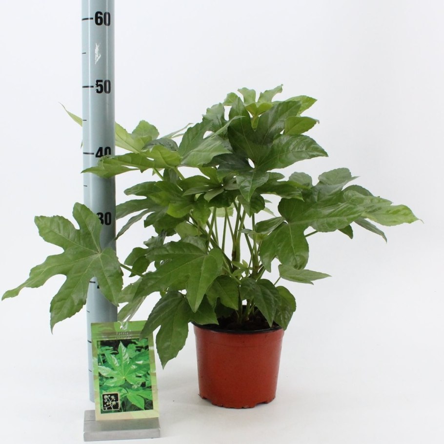 Растение фатсия японика