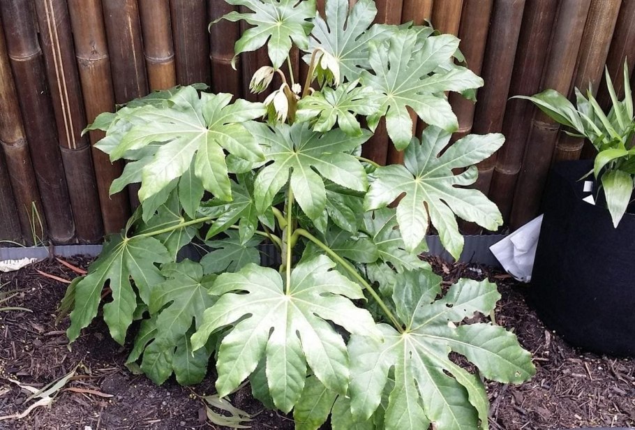 Аралия фатсия