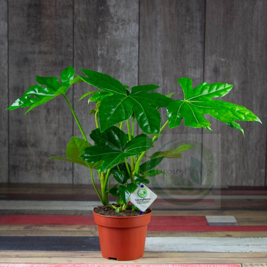 Фатсия японская Fatsia japonica