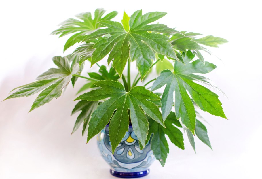 Аралия фатсия