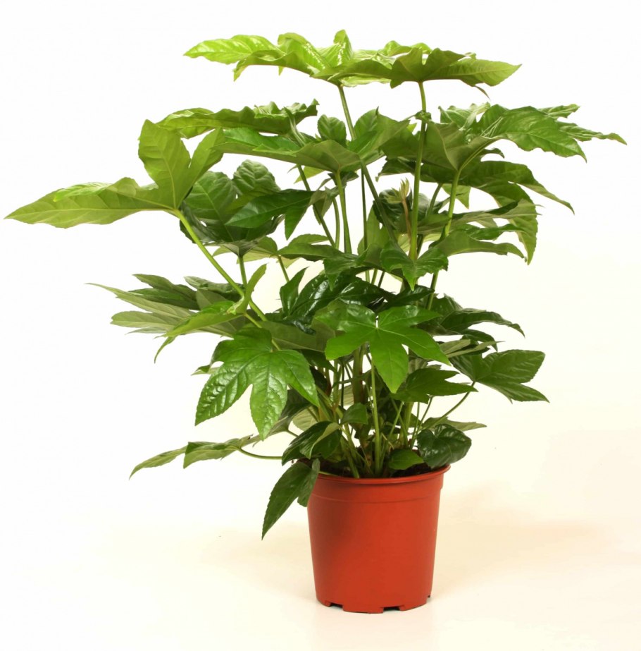 Фатсия японская Fatsia japonica