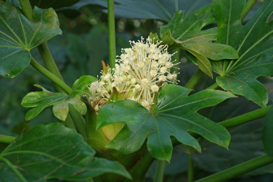 Fatsia japonica (фатсия, Аралия)