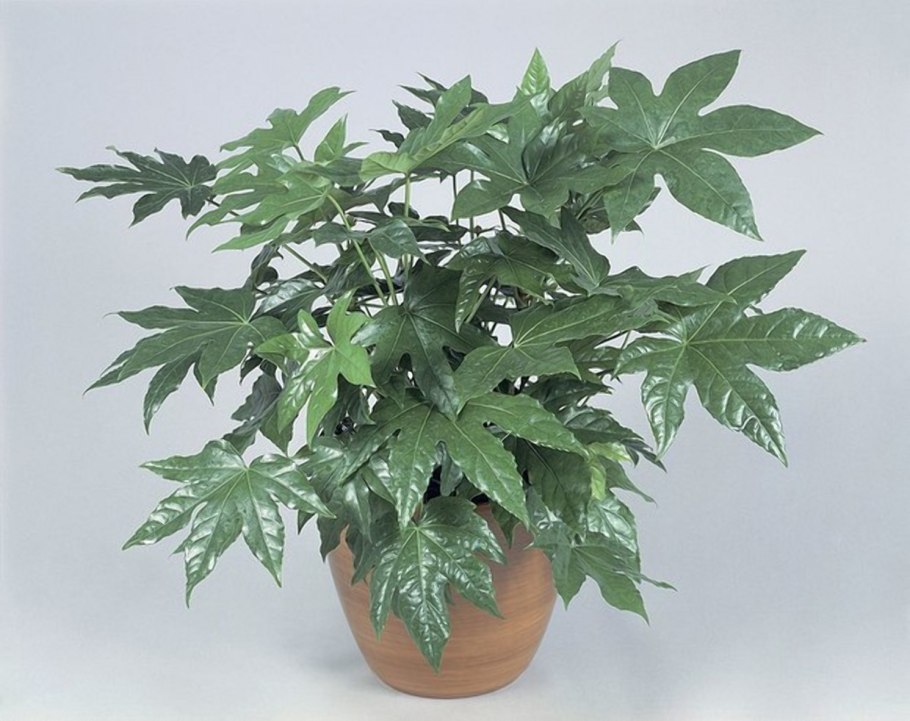 Японская фатсия