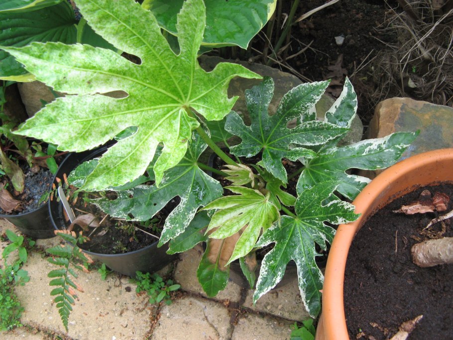 Fatsia japonica