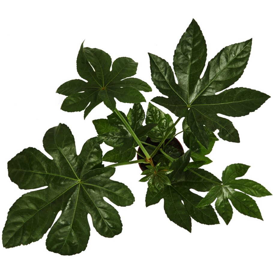 Японская фатсия