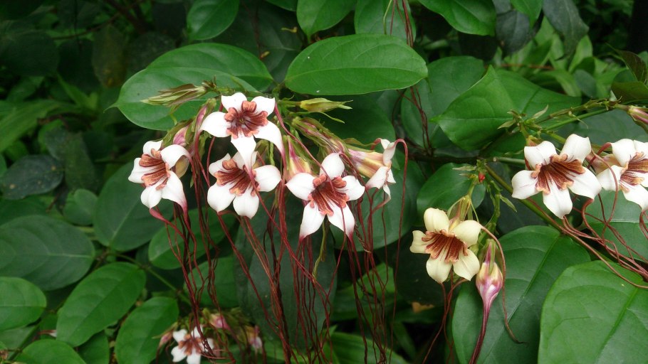 Строфант комбе Strophanthus kombe