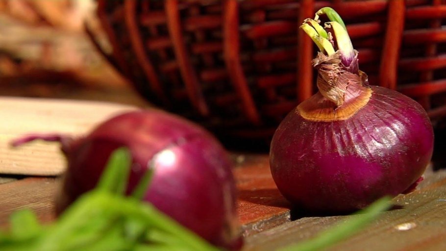 Лук-севок ред Барон