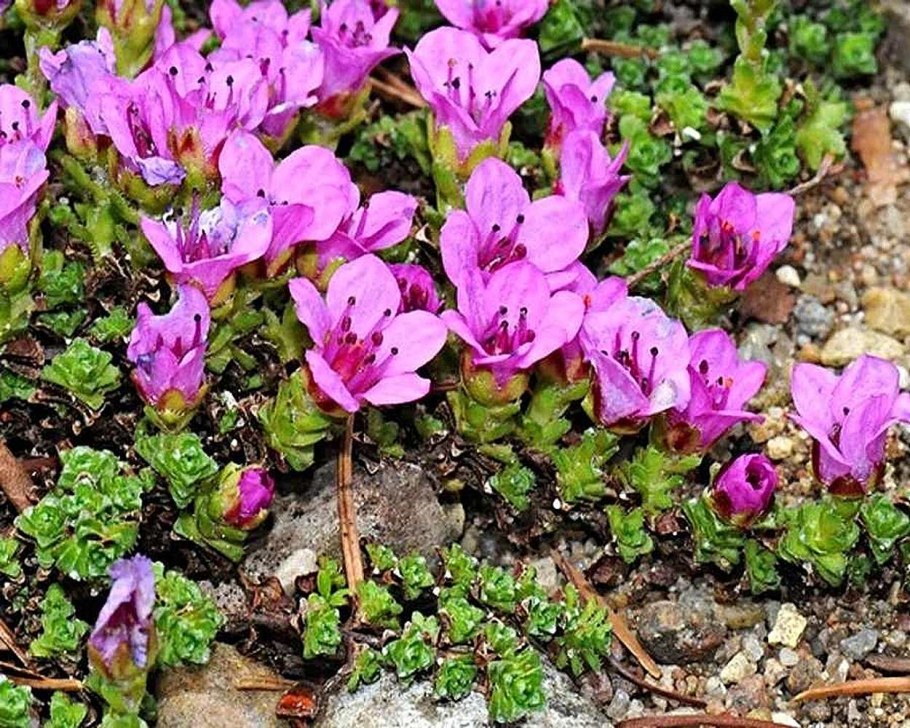 Камнеломка супротивнолистная (Saxifraga oppositifolia).