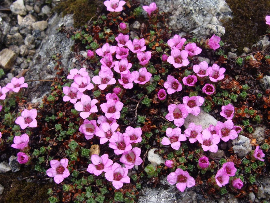 Камнеломка арендса вайсцверг