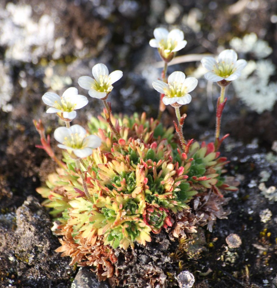 Камнеломка супротивнолистная (Saxifraga oppositifolia).