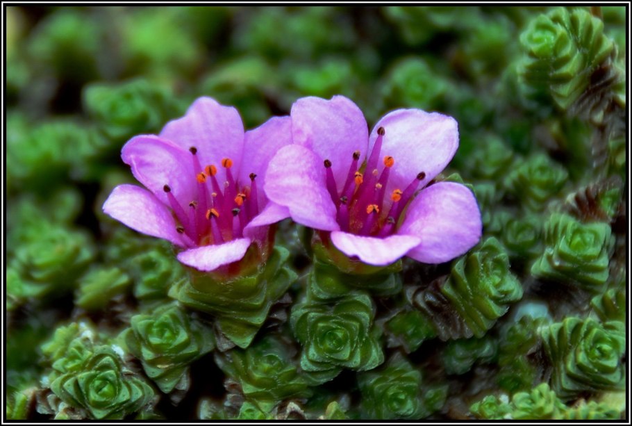 Камнеломка супротивнолистная (saxifraga oppositifolia)