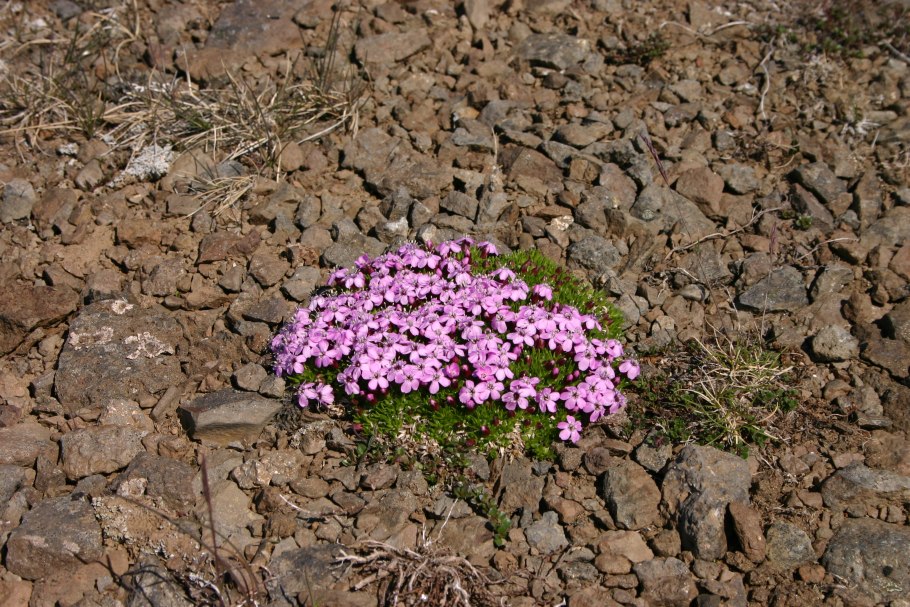 Камнеломка Сахалинская Saxifraga sachalinensis