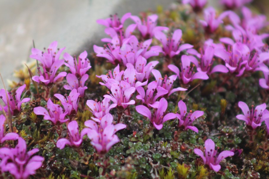 Камнеломка Швейцария