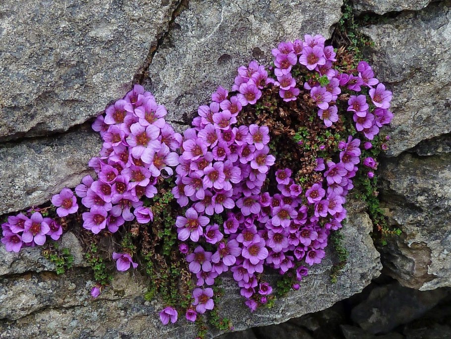 Камнеломка декабрист