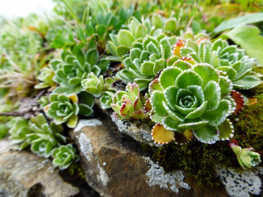 Камнеломка dentata