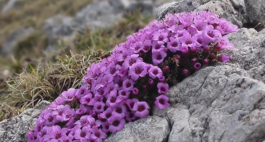 Камнеломка Saxifraga Black Ruby