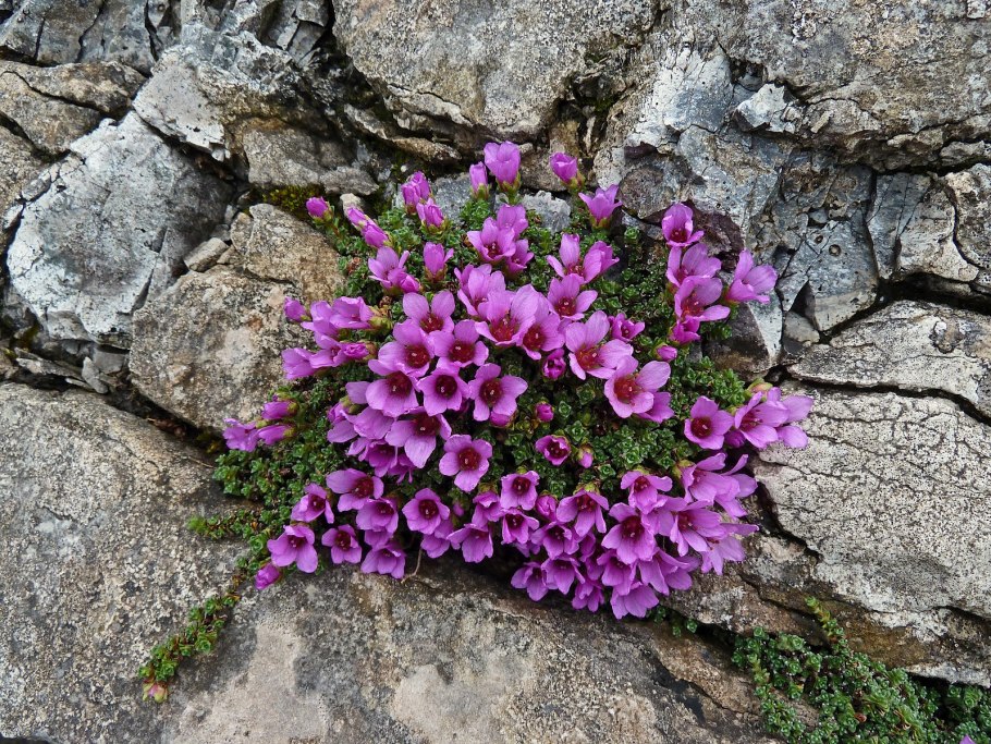 Камнеломка в арктике