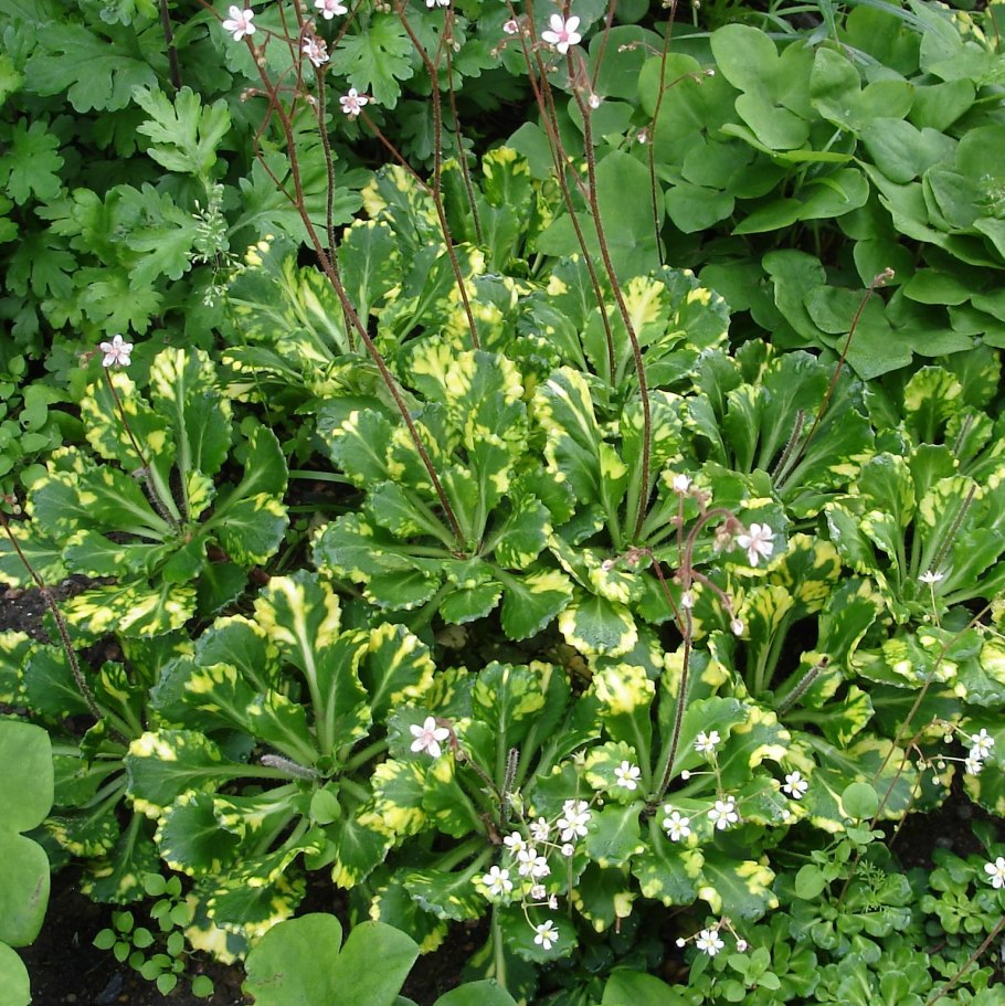 Камнеломка теневая вариегата