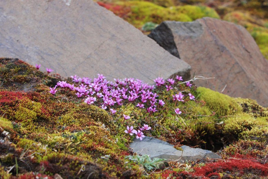 Камнеломка метельчатая