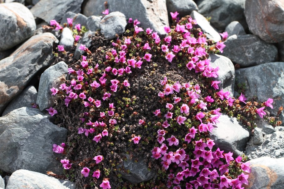 Камнеломка oppositifolia