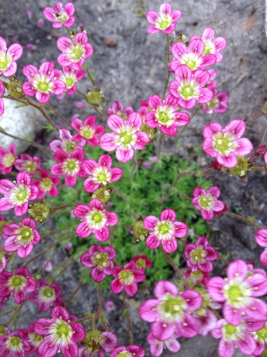 Камнеломка арендса розеа