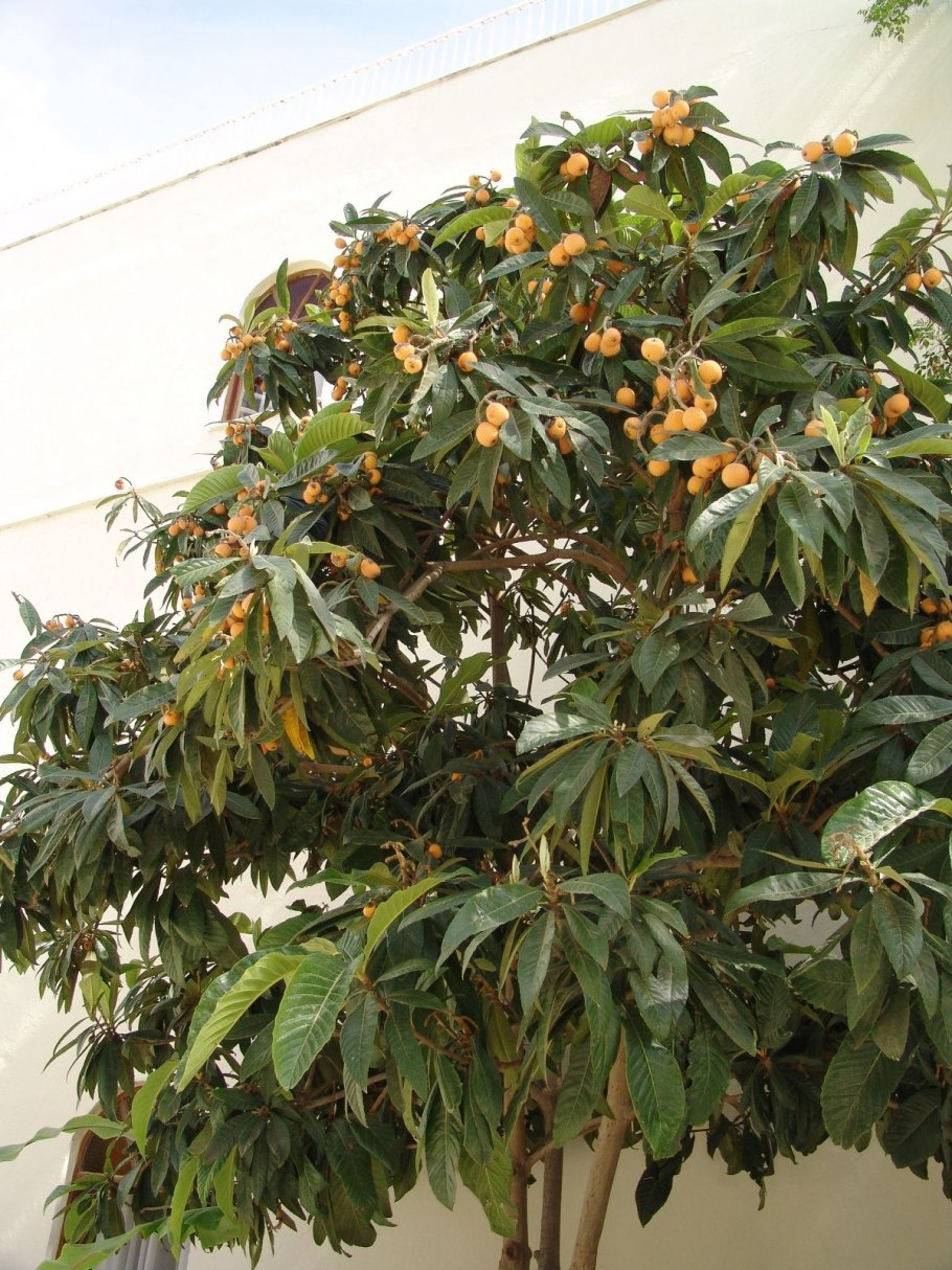Mespilus Germanica мушмула Германская