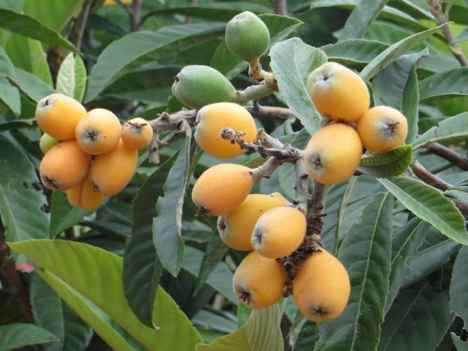 Мушмула японская Eriobotrya japonica