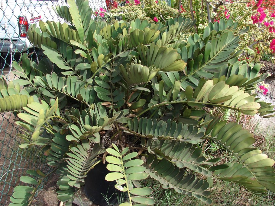 Замия шелушащаяся