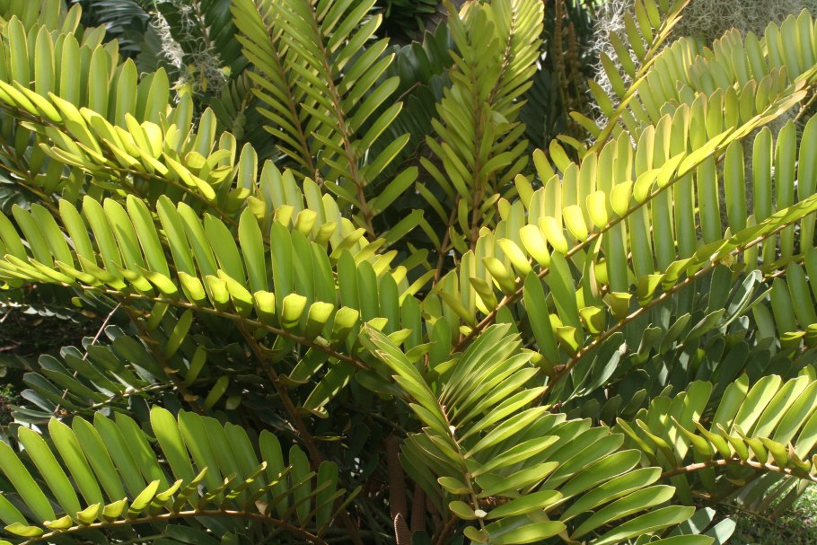 Замия кремнистая