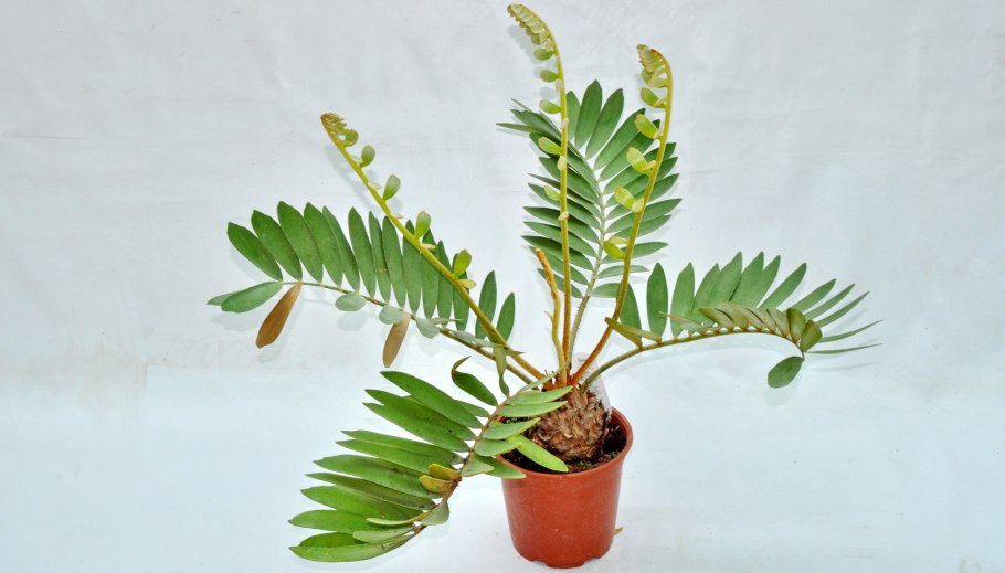 Замия растение