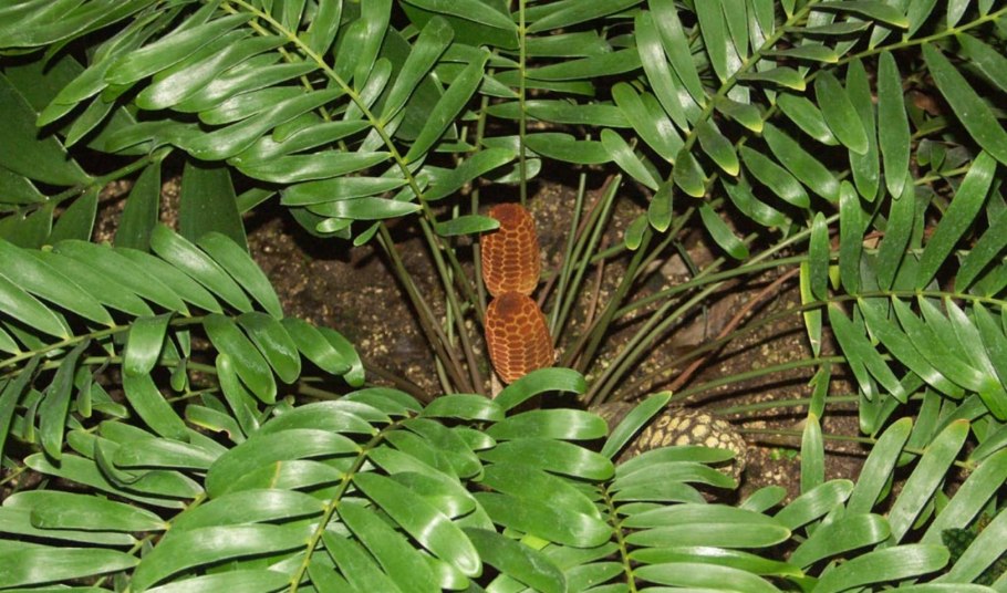 Замия карликовая