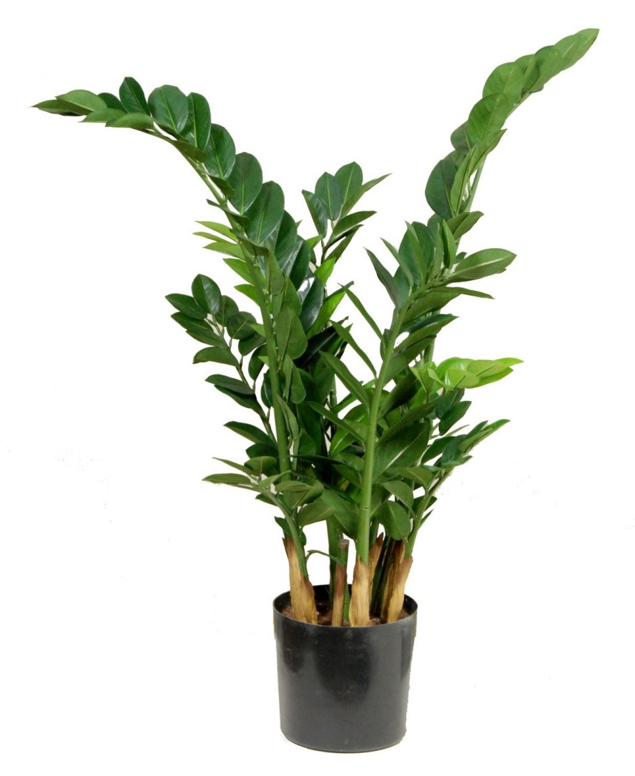 Замия цветок