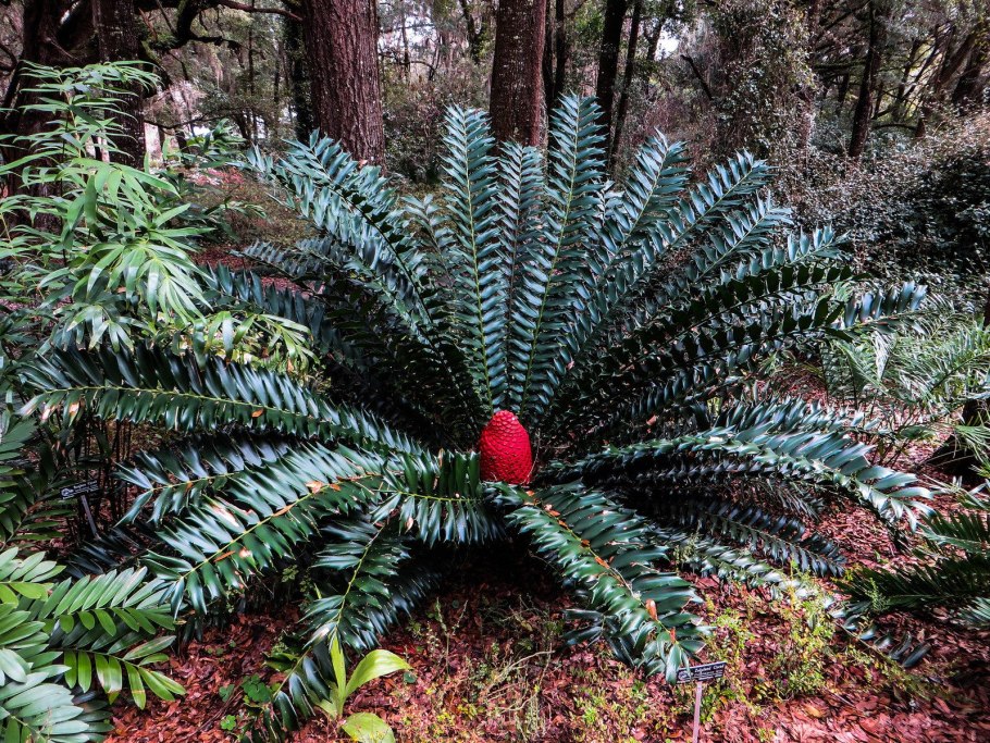 Энцефаляртос Вуда