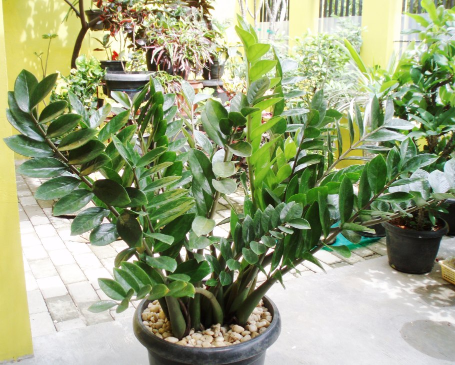 Замия кремнистая