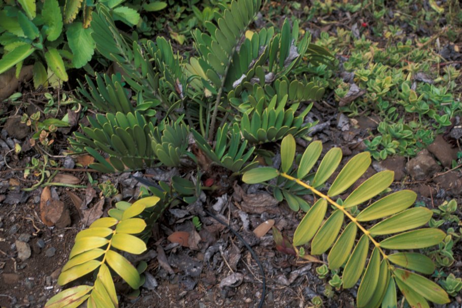 Zamia integrifolia