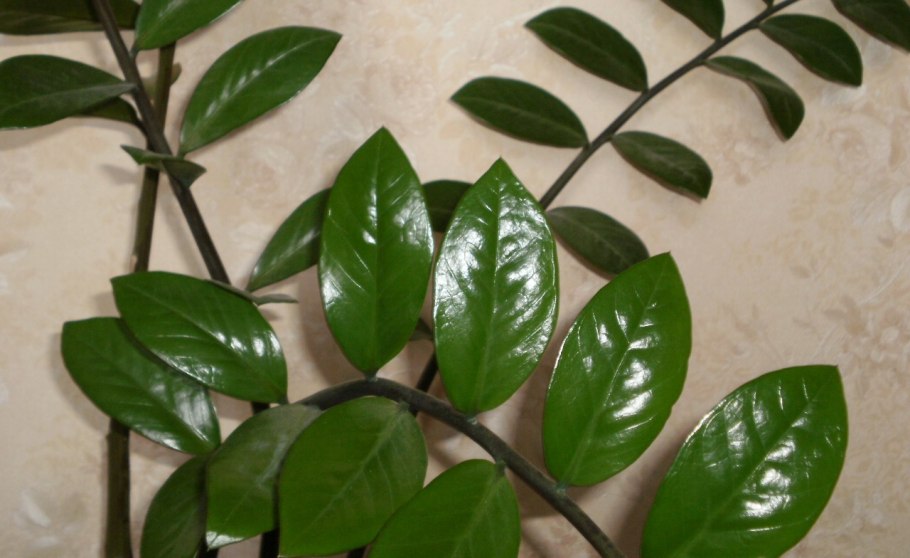 Замия Родина