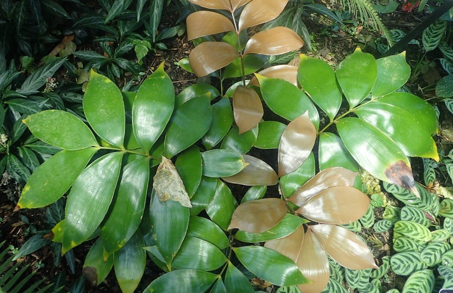 Zamia purpurea